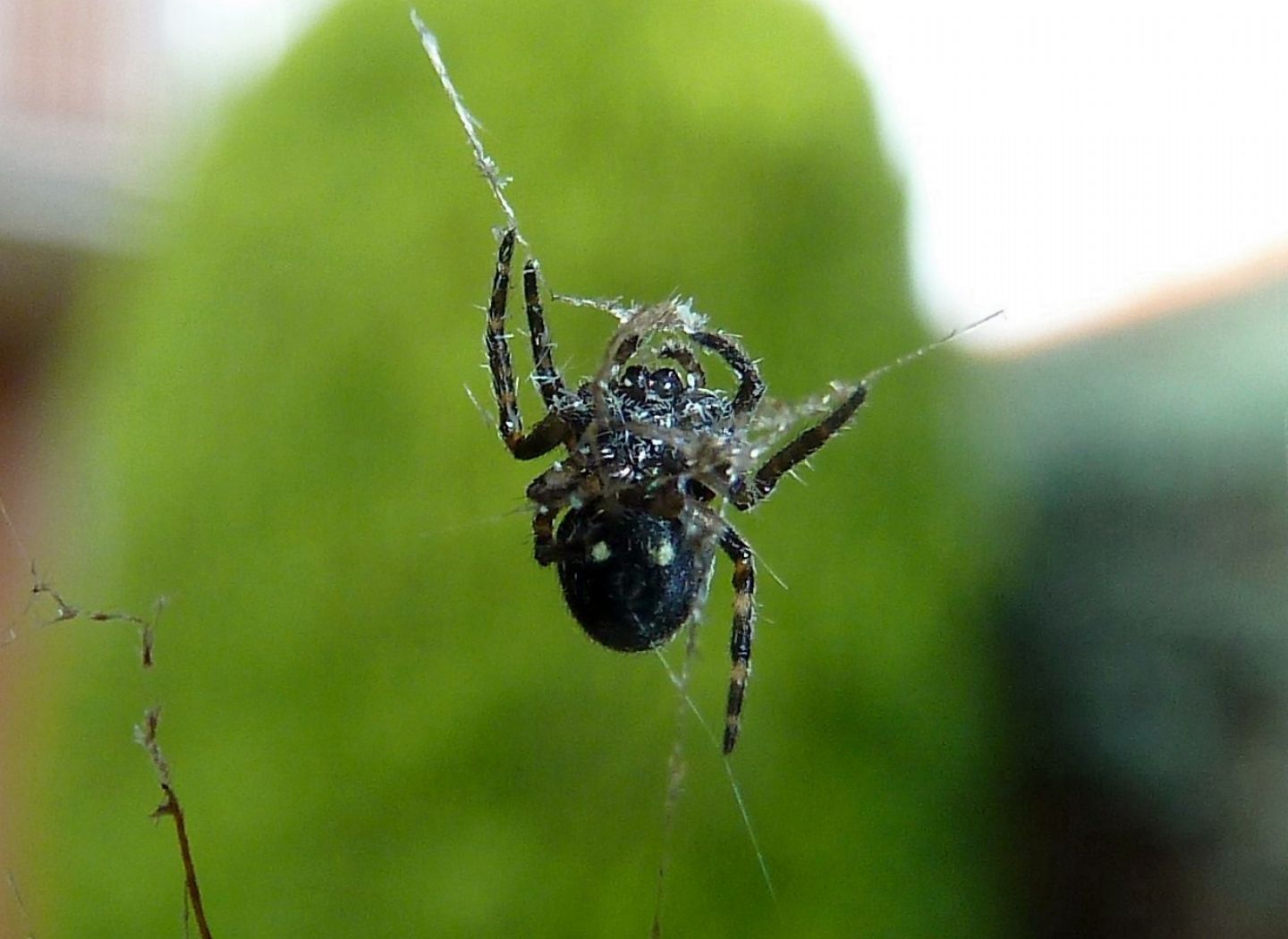 Predazione Nuctenea sp. - Cassano Magnago (VA)